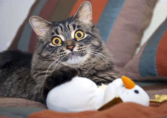 中国足球裁判改革升级,比赛公平性再提升,中国足球裁判员官网