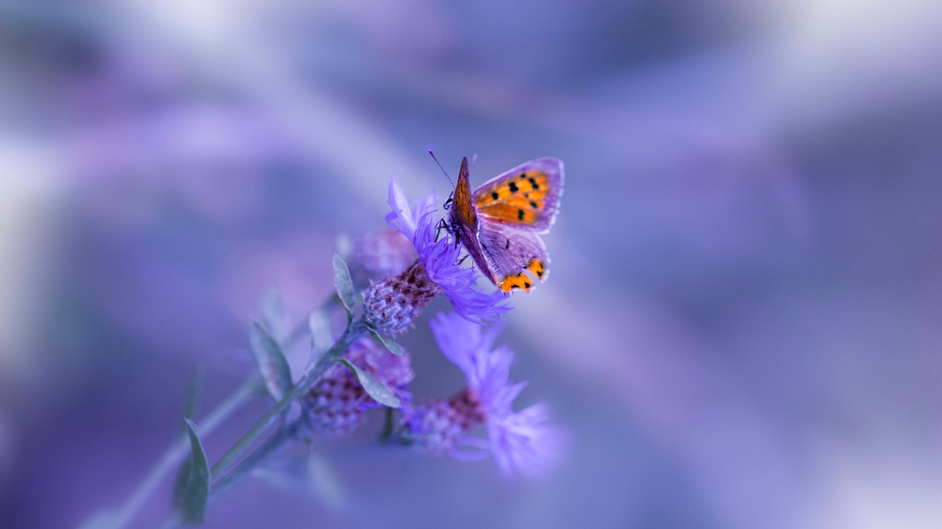 爱游戏中国官方网站平台-你知道吗？足球比赛的隐藏规则和奇闻趣事，足球比赛的游戏规则