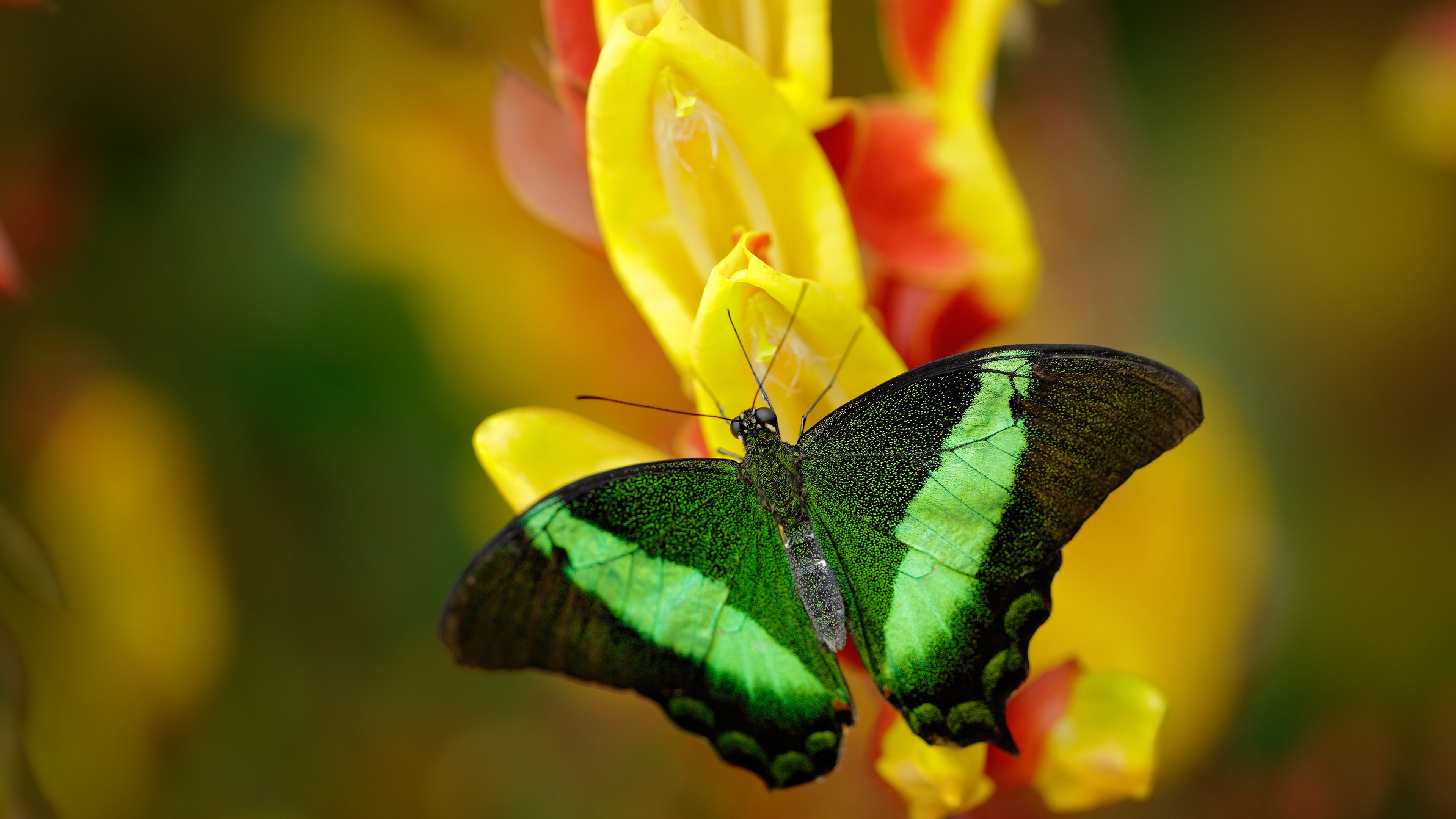 爱游戏官网-意大利队在国际比赛中突围成功，奏响胜利之歌，意大利队大赛冠军