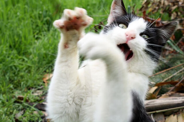 爱游戏app下载-美国女足在巴黎奥运会上取得历史性成绩，美国女足奥运会金牌