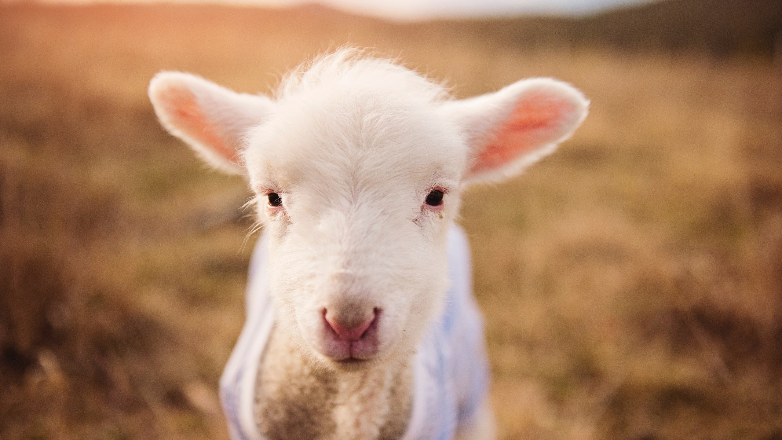 爱游戏登录入口-美洲篮球名将挑战赛即将启动，巨星齐聚，美洲篮球比赛