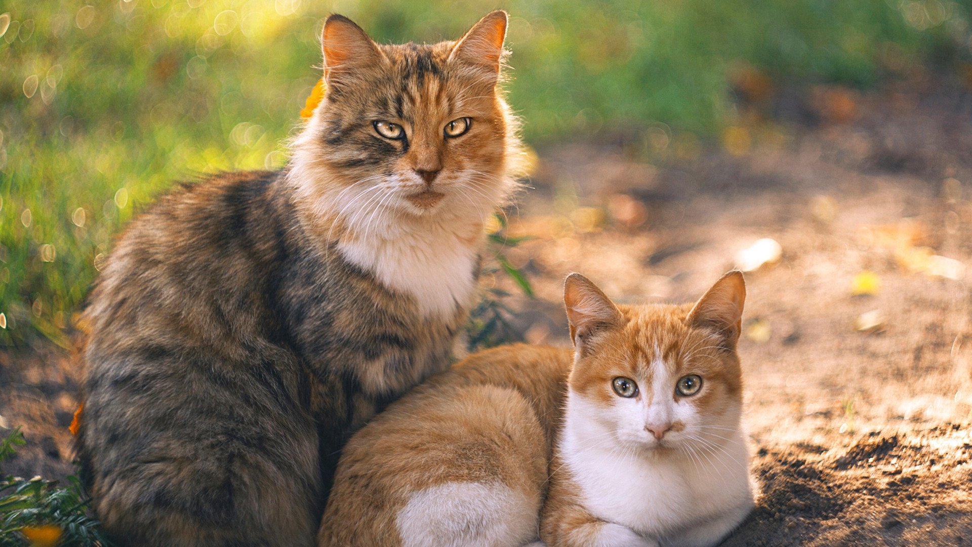 体育赛事志愿者管理与服务质量提升研究,体育赛事志愿者管理流程