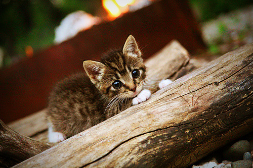 运动员康复训练技术支持,运动员康复训练技术支持方案