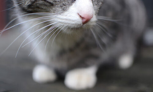 AYX体育官网-花样滑冰动作稳定性评估系统上线测试，花样滑冰专业动作