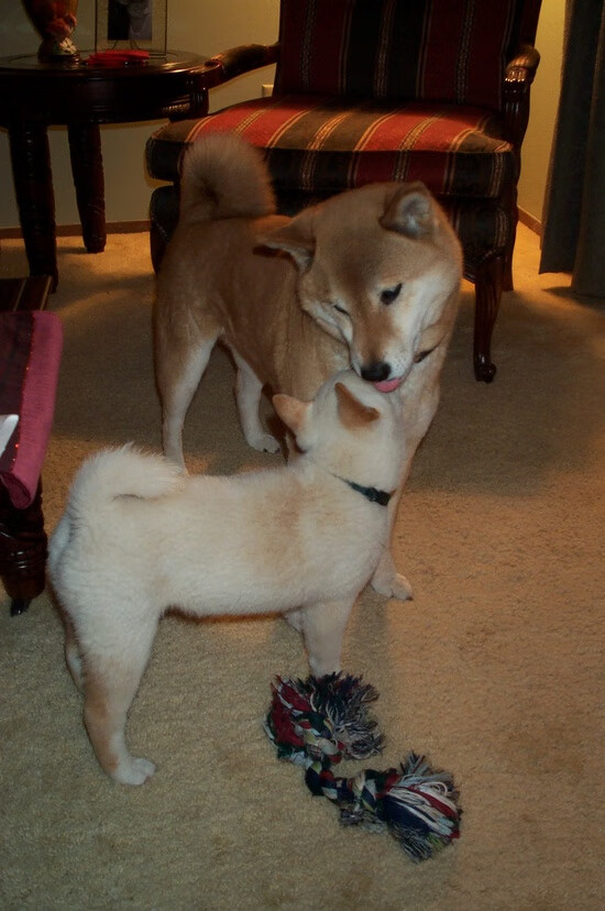 爱游戏体育平台-乌克兰男篮在欧洲预赛中奋勇争先，迈向奥运会，乌克兰欧洲杯