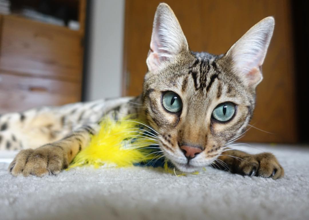 爱游戏官方网站-伊朗男篮在亚洲预赛中奋勇争先，冲击奥运梦想燃烧激情，伊朗男篮热身赛