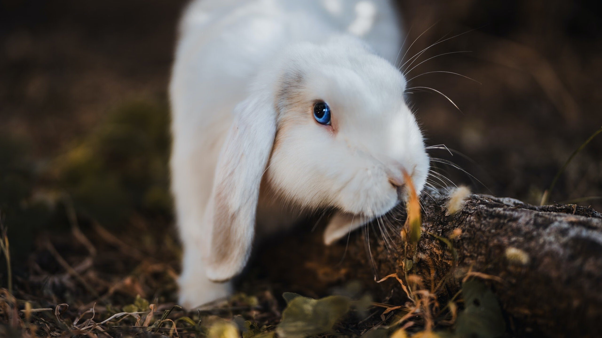 塞尔维亚女篮在欧洲锦标赛中夺冠，展现强大实力