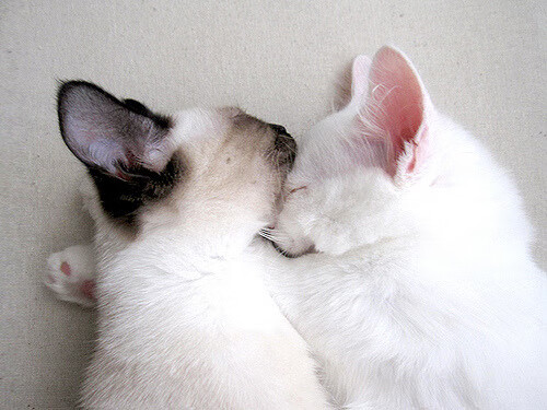 库尔德斯坦男篮在非洲预赛中不断进步,期待冲击