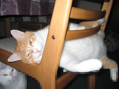 斯洛伐克男篮在欧洲大赛中勇敢追梦，锐意前行，斯洛伐克队欧洲杯大名单